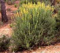 fichas.infojardin.com Albaida