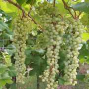leromagnole.it Albana