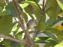 oiseaux.net Albane