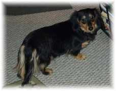 grendoxdachshunds.com Albaney