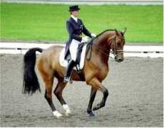 dressage.com Albano