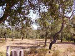 panoramio.com Alberes