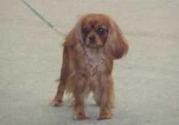 cavaliers.co.uk Alberica