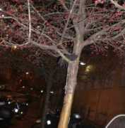 02blog.it Albero