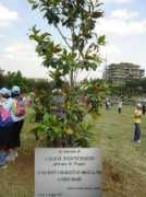 tropeamagazine.it Albero