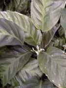 desert-tropicals.com Albertii