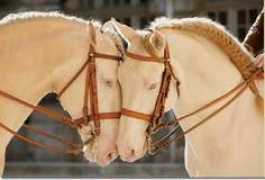 horselover.gportal.hu Albik