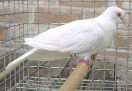 internationaldovesociety.com Albinos