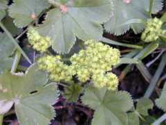 nature.zabspu.ru Alchemilla
