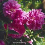 rosen-foto.de Alcime