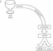 Alcol