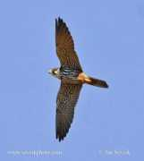 Alcotan
