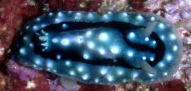 slugsite.us Aldisa