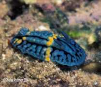 slugsite.us Aldisa