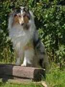 champdogs.co.uk Aldreen