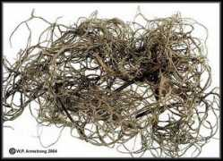 waynesword.palomar.edu Alesar