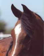 ssarabians.com Aletheia