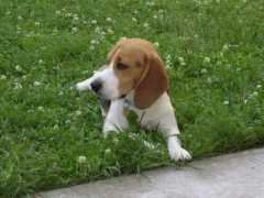 Alfi