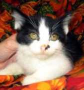 Alfie