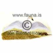 fauna.is Alft