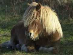 Alfur