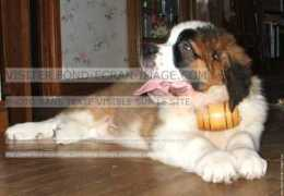 fond-ecran-image.com Alfz