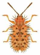 culex.biol.uni.wroc.pl Algeriana