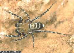 salticidae.org Algerina