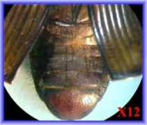 redpalmweevil.com Alhudaib