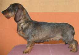 teckels-iletudenn.com Alieze