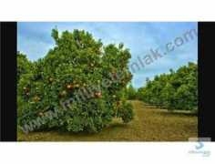 milliyetemlak.com Alifaki