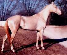sharonsaaresaddles.com Aliger