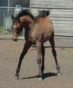 allanookaarabians.com Alimah