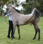 allanookaarabians.com Alimah