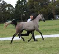 allanookaarabians.com Alimah