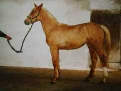 goldhopefarm.com Alimann