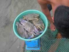myhealthblog.org Alimasag