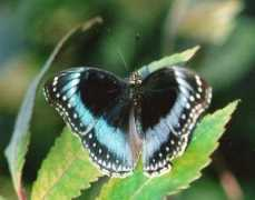 lepidoptera.butterflyhouse.com.au Alimen
