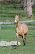 Alino