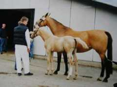 Alino
