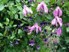 gardenbuddies.com Alionuska