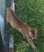 bengalkat.dk Alirose