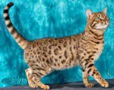continentalbengals.com Alirose