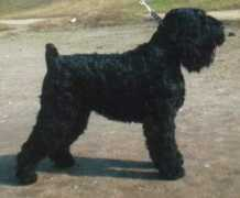 pinnacle-black-russian-terrier-breeder.com Aliru