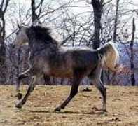 rapturearabians.com Allahna
