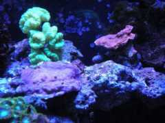 wetwebmedia.com Allelo