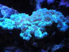 wetwebmedia.com Allelo