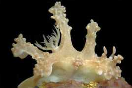 slugsite.us Alleni