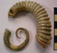 ammonoid.com Alloc