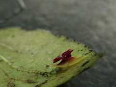 orchidspecies.com Almisa
